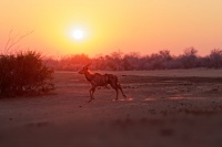 Kudu velky - Tragelaphus strepsiceros - Greater Kudu o3879